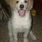 MY SANTY LINDO OBEDECIENDO LA ORDEN:SIENTATE